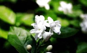 茉莉花有哪些习性？又该如何栽培呢？