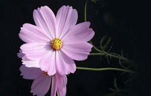邹菊有哪些习性？又该如何栽培呢？