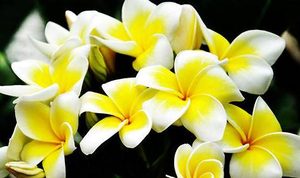 鸡蛋花属于什么品种？都有哪些栽培技巧呢？