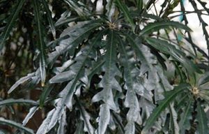 孔雀木属于什么品种？都有哪些栽培技巧呢？