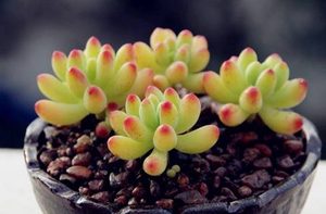 乙女心属于什么品种？都有哪些栽培技巧呢？