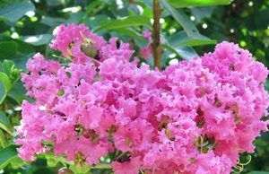 紫薇花有哪些习性？又该如何栽培呢？