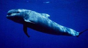 在自然界的生物中，短肢领航鲸有哪些生活习性与繁殖方式？