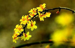迎春花属于什么品种？都有哪些栽培技巧呢？
