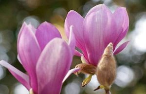 木兰花属于什么品种？都有哪些栽培技巧呢？