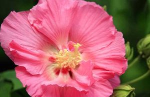 木芙蓉有哪些习性？又该如何栽培呢？