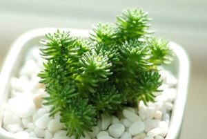白花小松属于什么品种？都有哪些栽培技巧呢？
