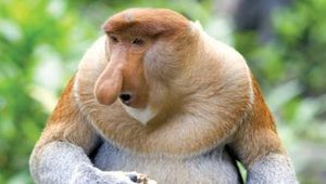 在自然界的生物中，长鼻猴为何被评为世界十大最丑动物之一？