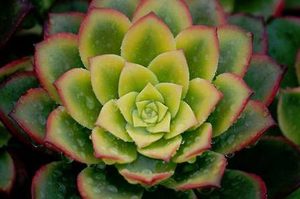 莲花掌属于什么品种？都有哪些栽培技巧呢？