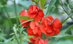 凤仙花属于什么品种？都有哪些栽培技巧呢？