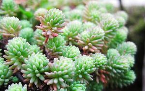 薄雪万年草有哪些习性？又该如何栽培呢？