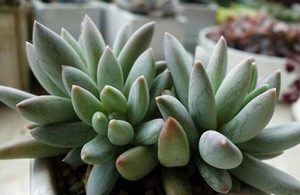 蓝黛莲属于什么品种？都有哪些栽培技巧呢？