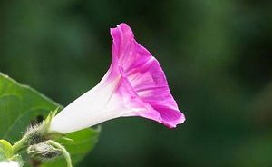 牵牛花属于什么品种？都有哪些栽培技巧呢？