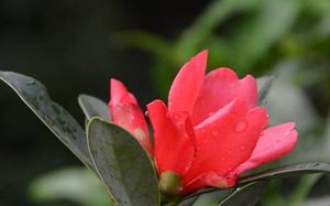 红蕉有哪些习性？又该如何栽培呢？