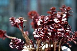 小球玫瑰有哪些习性？又该如何栽培呢？