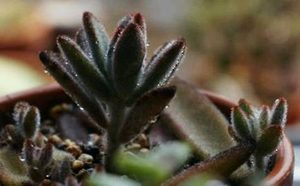 黑兔耳属于什么品种的植物？又该如何栽培呢？