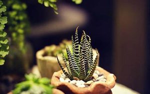 条纹十二卷属于什么品种的植物？又该如何栽培呢？