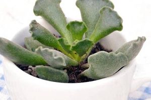 神想曲属于什么品种的植物？又该如何栽培呢？