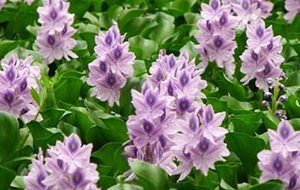 凤眼莲属于什么品种的植物？又该如何栽培呢？