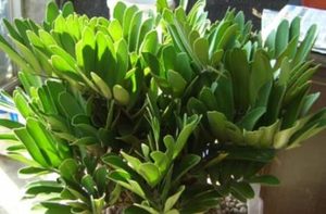 美叶凤尾蕉属于什么品种的植物？又该如何栽培呢？