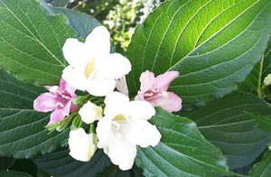海仙花有哪些习性？都有哪些栽培技巧呢？
