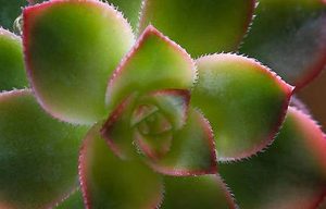 红缘莲花掌属于什么品种的植物？又该如何栽培呢？