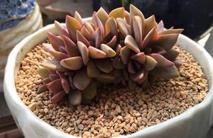 初恋属于什么品种的植物？又该如何栽培呢？