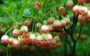 齿缘吊钟花属于什么品种的植物？又该如何栽培呢？