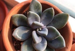 冬美人属于什么品种的植物？又该如何栽培呢？