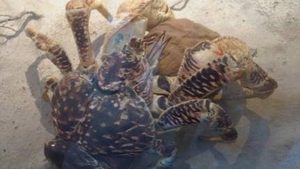 椰子蟹：世界上最大的陆地节肢动物，体重可达8公斤左右