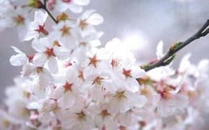 杏花的原产地在哪里？有哪些繁殖的方法呢？