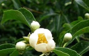 木荷属于什么品种的植物？又该如何栽培呢？