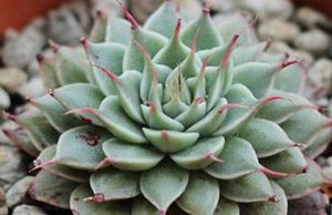 银星属于什么品种的植物？又该如何栽培呢？