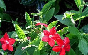 花烟草属于什么品种的植物？又该如何栽培呢？