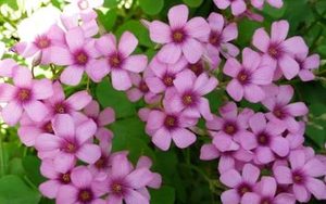 红花酢浆草属于什么品种的植物？又该如何栽培呢？