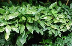 桃叶珊瑚属于什么品种的植物？又该如何栽培呢？