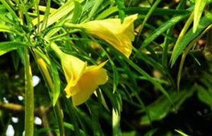 黄花夹竹桃属于什么品种的植物？又该如何栽培呢？