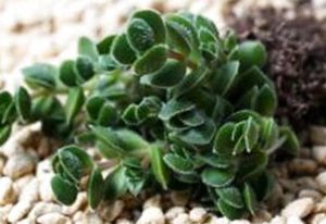 大卫属于什么品种的植物？又该如何栽培呢？