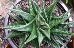 琉璃殿属于什么品种的植物？又该如何栽培呢？