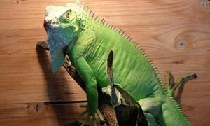 绿鬣蜥有哪些形态特征？一般都分布在哪里呢？