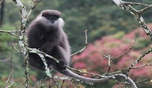在自然界的生物中，何氏叶猴有怎样的生活习性与特征？