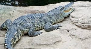 在自然界的生物中，暹罗鳄有哪些生活习性与繁殖方式？