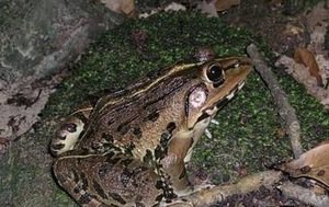 虎纹蛙有哪些形态特征？一般都分布在哪里呢？