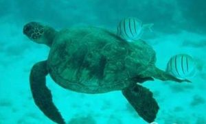 绿海龟有哪些形态特征？一般都分布在哪里呢？