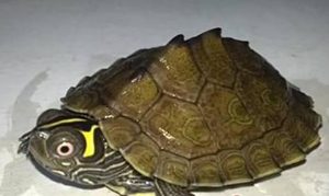 地图龟属于什么品种？都有哪些喂养的技巧呢？