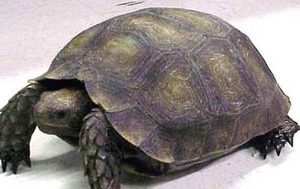 靴脚陆龟有哪些形态特征？一般都分布在哪里呢？