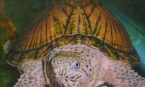 刀背麝香龟有哪些形态特征？一般都分布在哪里呢？