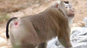 在自然界的生物中，豚尾猕猴有怎样的生活习性与特征？