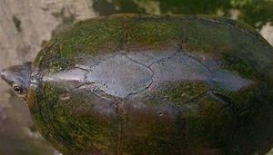瓦哈卡泥龟有哪些形态特征？一般都分布在哪里呢？
