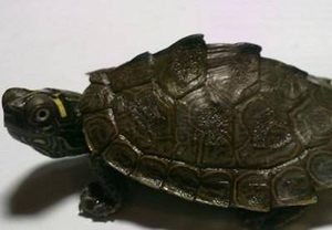 德州地图龟属于什么品种？都有哪些喂养的技巧呢？